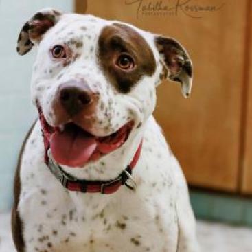 Dylan - PAWS, an adoptable Cattle Dog, Terrier in Las Cruces, NM, 88001 | Photo Image 6