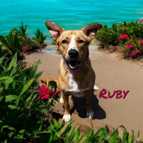 Ruby - PAWS