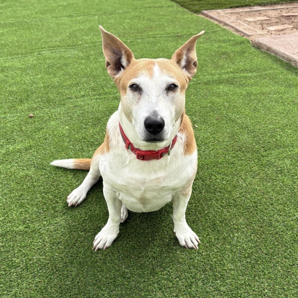 Paisley - PAWS, an adoptable Mixed Breed in Las Cruces, NM, 88001 | Photo Image 1