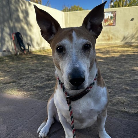 Paisley - PAWS, an adoptable Mixed Breed in Las Cruces, NM, 88001 | Photo Image 2