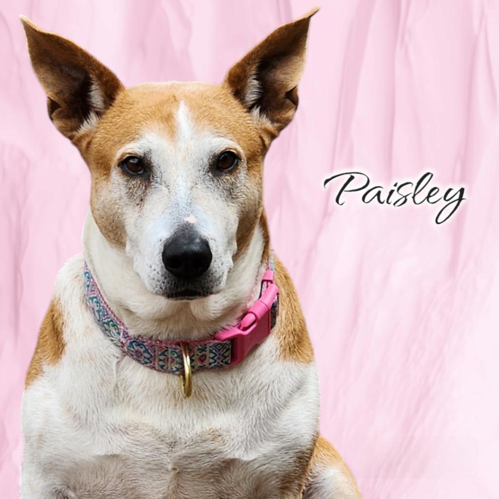 Paisley - PAWS, an adoptable Mixed Breed in Las Cruces, NM, 88001 | Photo Image 2