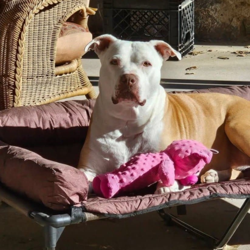 Angel - PAWS, an adoptable Mixed Breed in Las Cruces, NM, 88001 | Photo Image 1