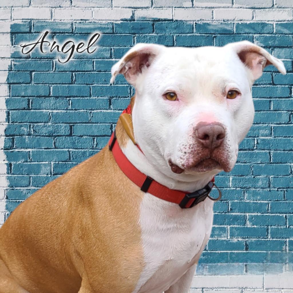 Angel - PAWS, an adoptable Mixed Breed in Las Cruces, NM, 88001 | Photo Image 2