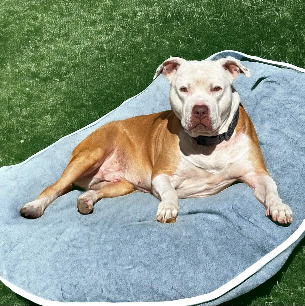 Angel - PAWS, an adoptable Mixed Breed in Las Cruces, NM, 88001 | Photo Image 3