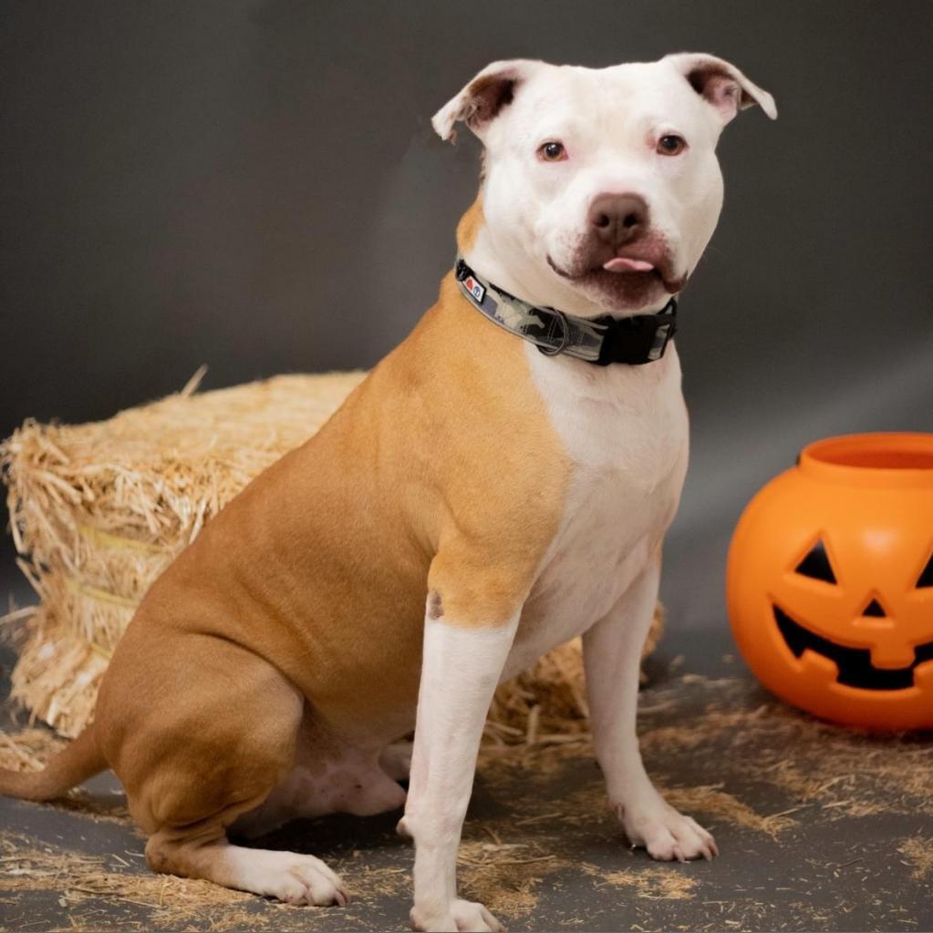 Angel - PAWS, an adoptable Mixed Breed in Las Cruces, NM, 88001 | Photo Image 4