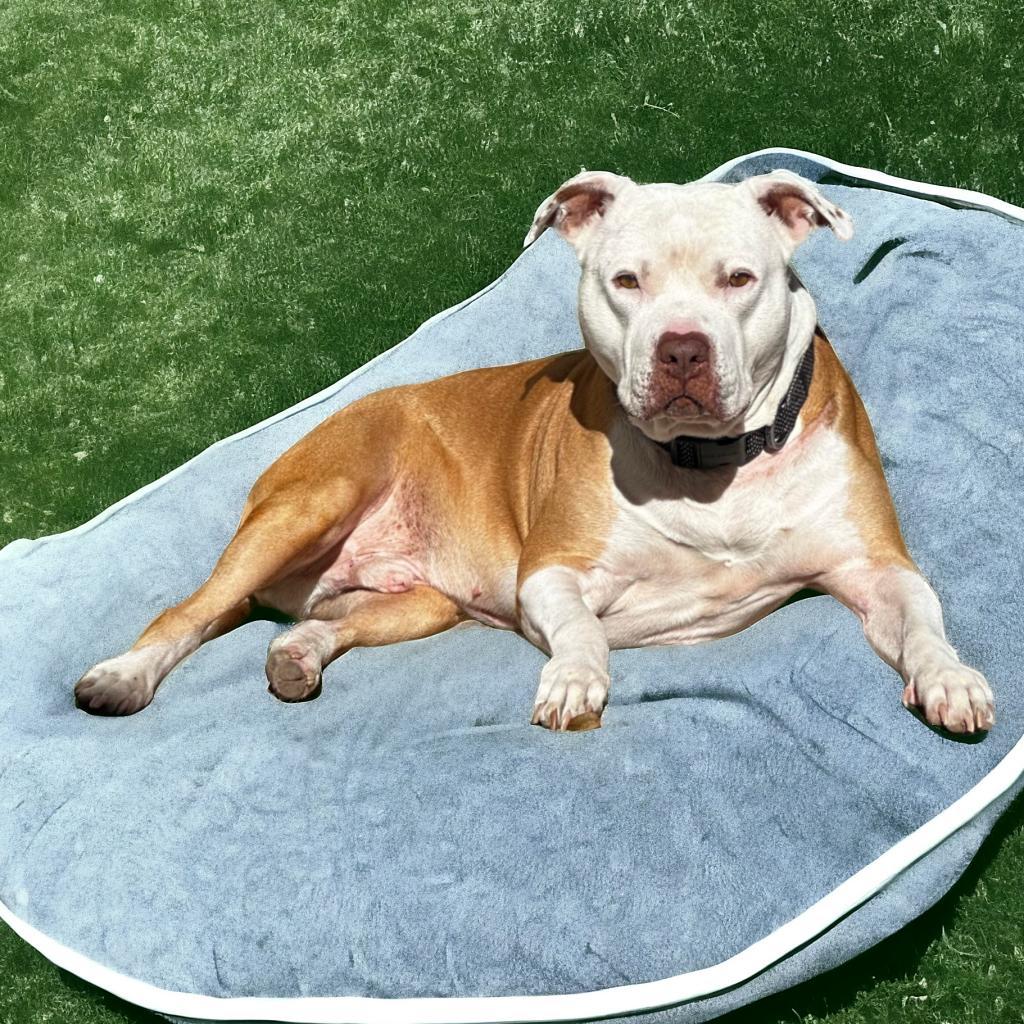 Angel - PAWS, an adoptable Mixed Breed in Las Cruces, NM, 88001 | Photo Image 4