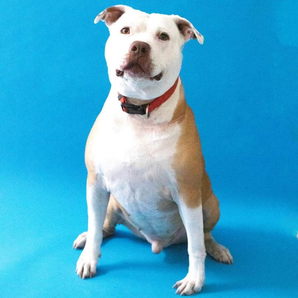 Angel - PAWS, an adoptable Mixed Breed in Las Cruces, NM, 88001 | Photo Image 5