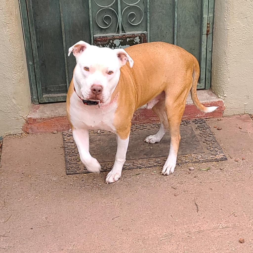 Angel - PAWS, an adoptable Mixed Breed in Las Cruces, NM, 88001 | Photo Image 6