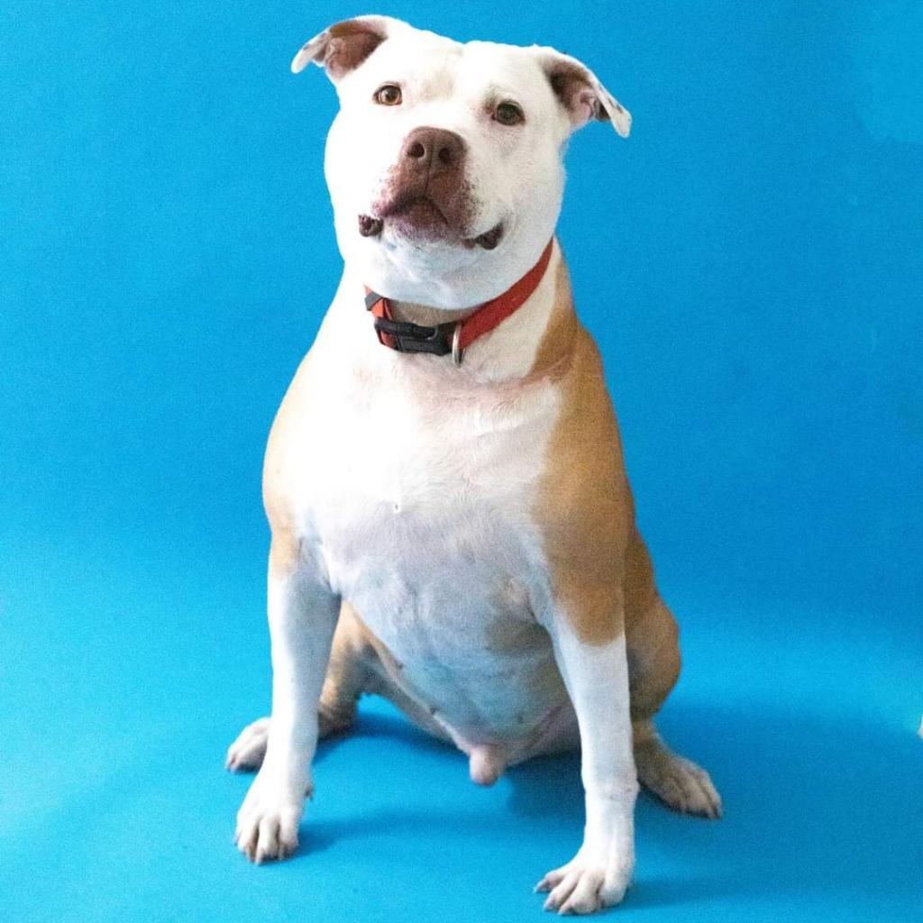 Angel - PAWS, an adoptable Mixed Breed in Las Cruces, NM, 88001 | Photo Image 6