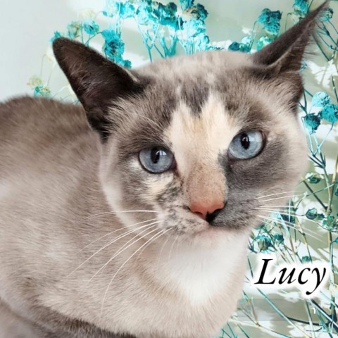 Lucy