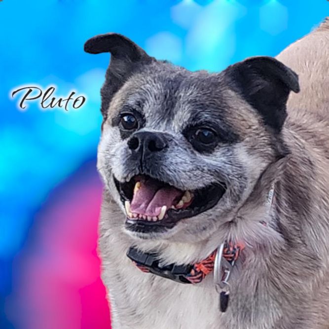 Pluto - PAWS