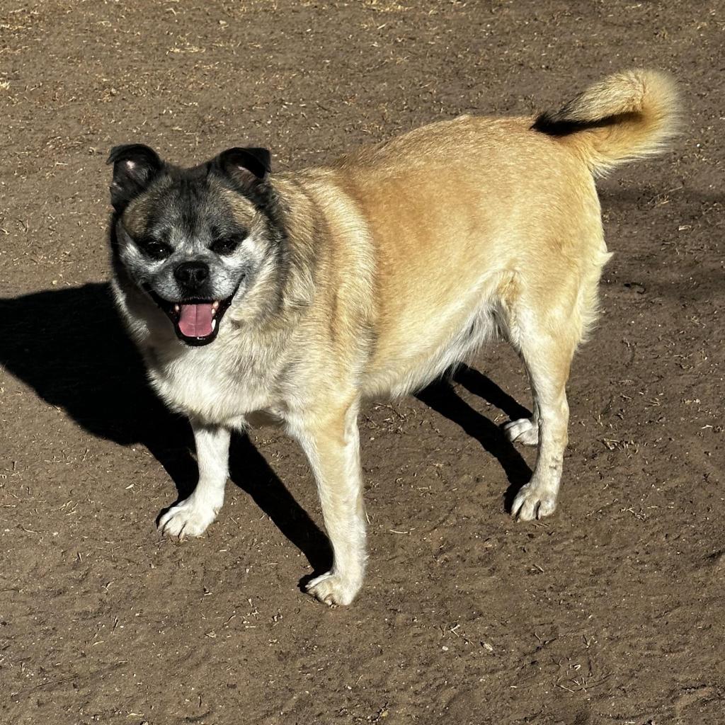 Pluto - PAWS, an adoptable Mixed Breed in Las Cruces, NM, 88001 | Photo Image 2