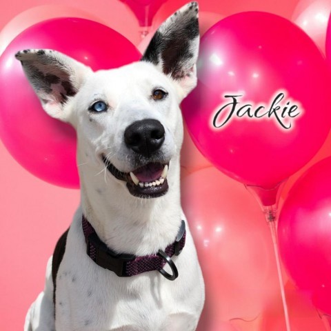 Jackie - PAWS