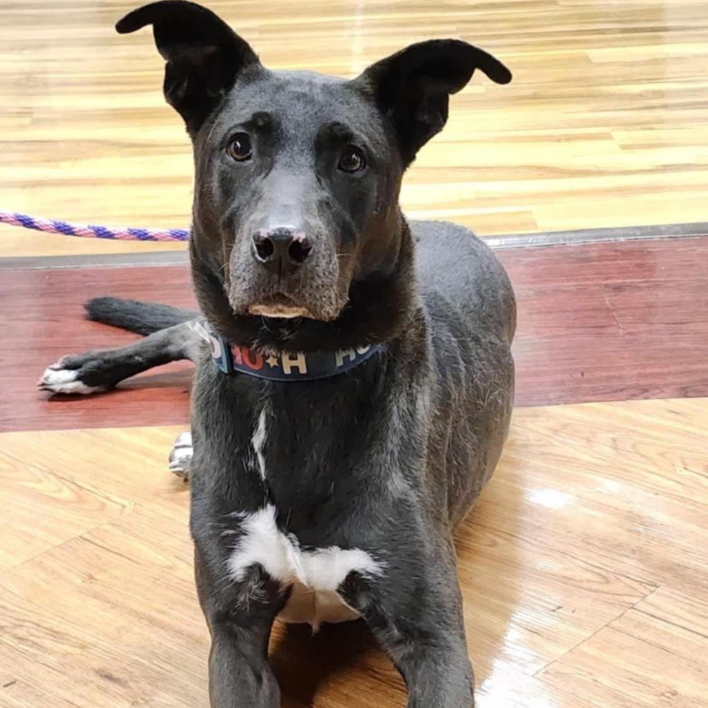 Nani - PAWS, an adoptable Mixed Breed in Las Cruces, NM, 88001 | Photo Image 1