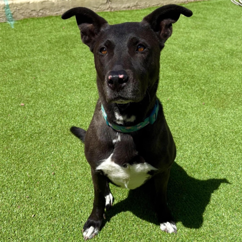 Nani - PAWS, an adoptable Mixed Breed in Las Cruces, NM, 88001 | Photo Image 1