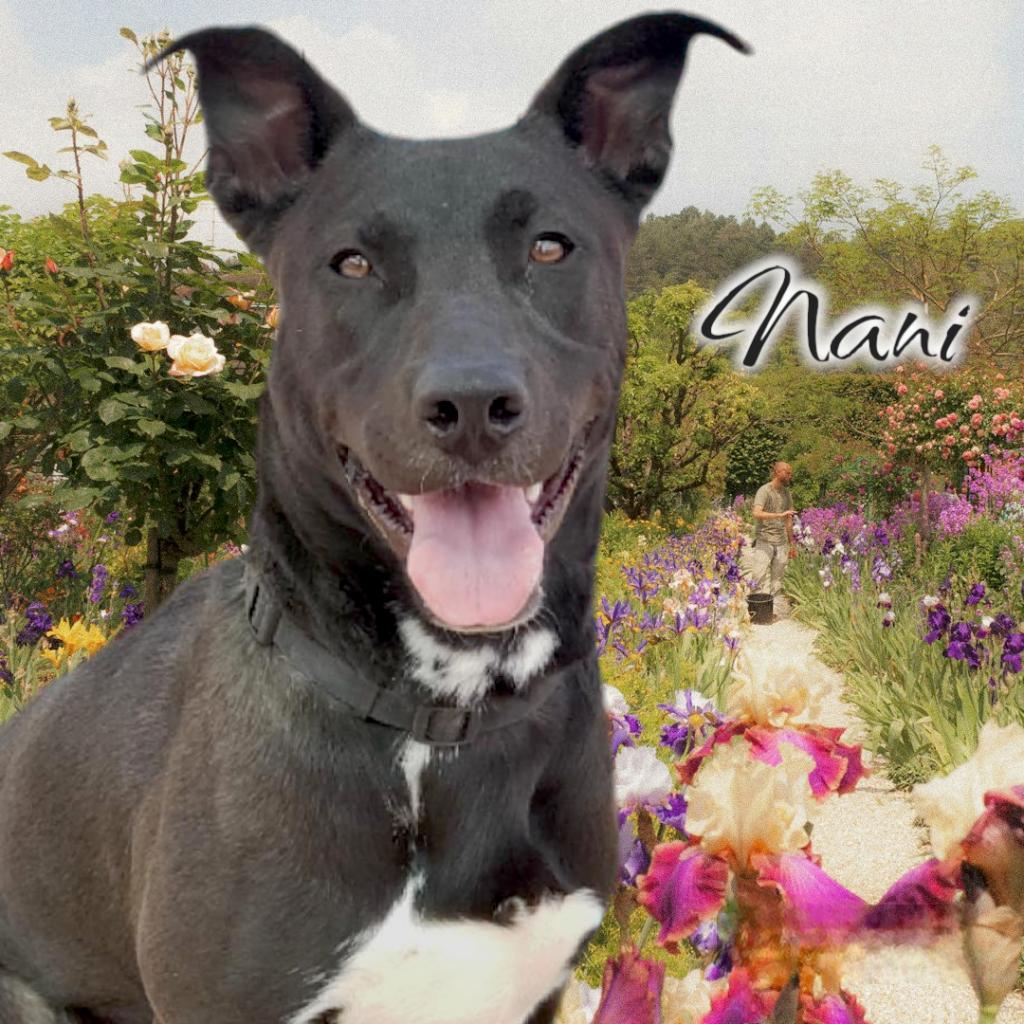 Nani - PAWS, an adoptable Mixed Breed in Las Cruces, NM, 88001 | Photo Image 4