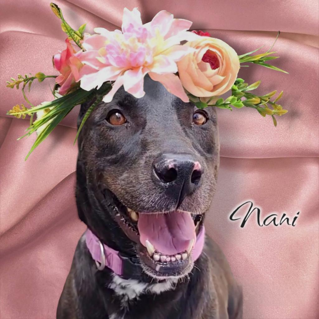 Nani - PAWS, an adoptable Mixed Breed in Las Cruces, NM, 88001 | Photo Image 5