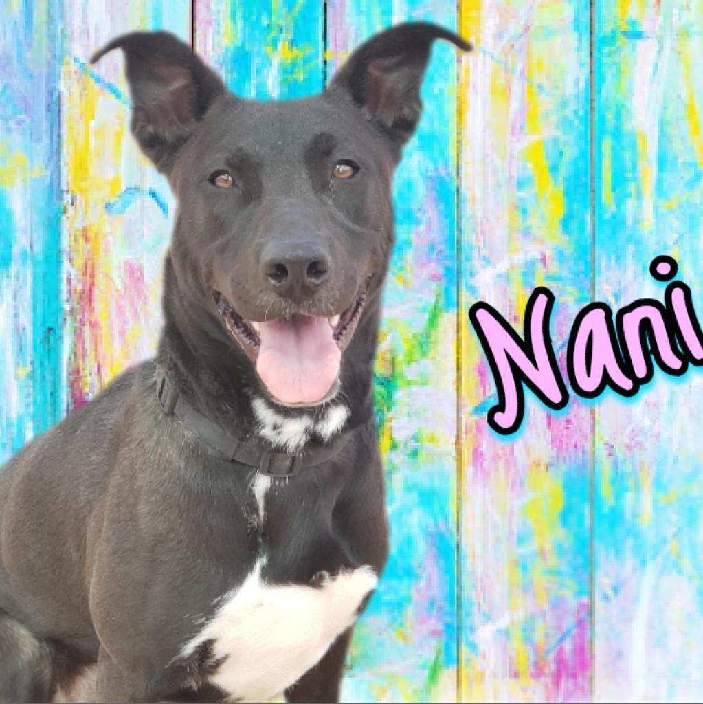 Nani - PAWS, an adoptable Mixed Breed in Las Cruces, NM, 88001 | Photo Image 6