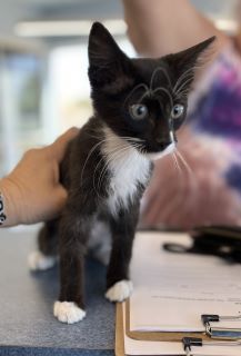 Thumper, an adoptable Domestic Short Hair in Kingman, AZ, 86401 | Photo Image 1