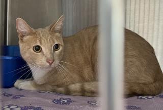 Noodles, an adoptable Domestic Short Hair in Kingman, AZ, 86401 | Photo Image 1