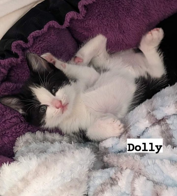 Dolly 3