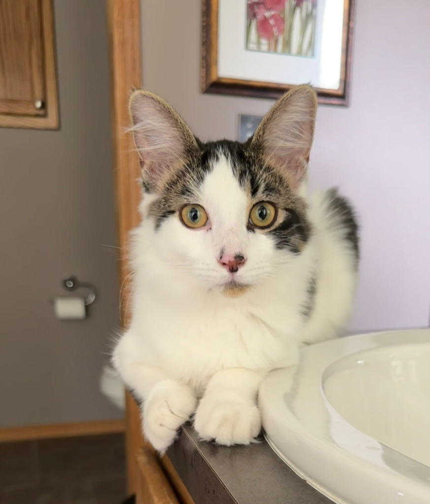 Dandelion, an adoptable Domestic Medium Hair in Calgary, AB, T3S 0C5 | Photo Image 2