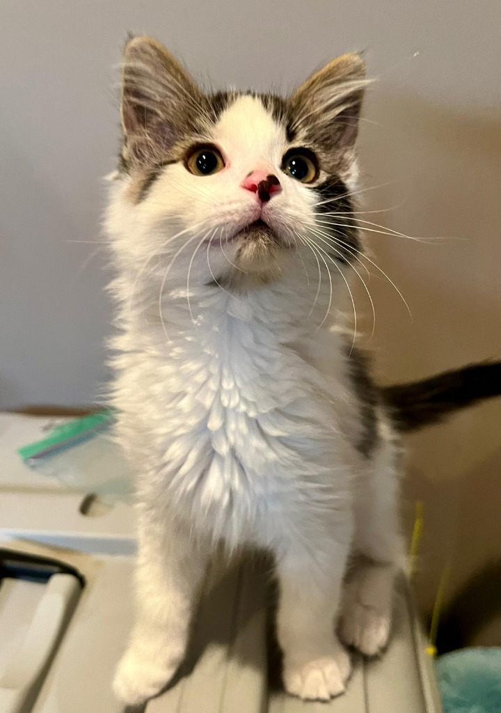 Dandelion, an adoptable Domestic Medium Hair in Calgary, AB, T3S 0C5 | Photo Image 4