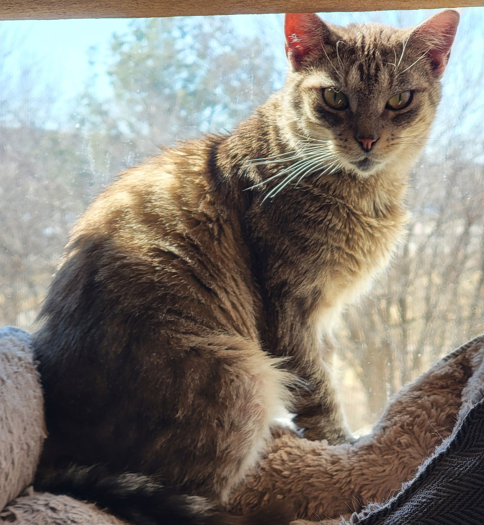 Tora, an adoptable Domestic Short Hair, Tabby in Williamsburg, IA, 52361 | Photo Image 1