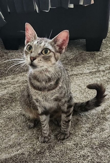 Tora, an adoptable Domestic Short Hair, Tabby in Williamsburg, IA, 52361 | Photo Image 2