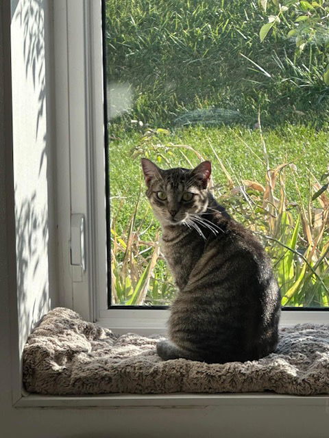 Tora, an adoptable Domestic Short Hair, Tabby in Williamsburg, IA, 52361 | Photo Image 3