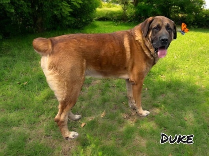 Duke 3