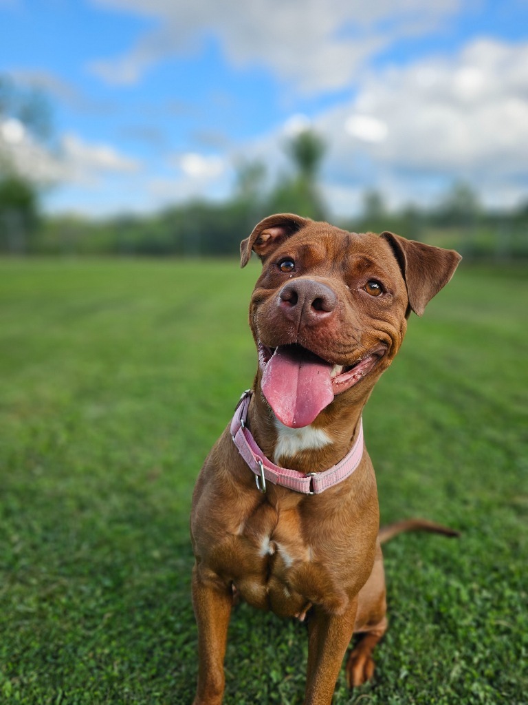 Reba, an adoptable Pit Bull Terrier, Mixed Breed in Sprakers, NY, 12166 | Photo Image 2