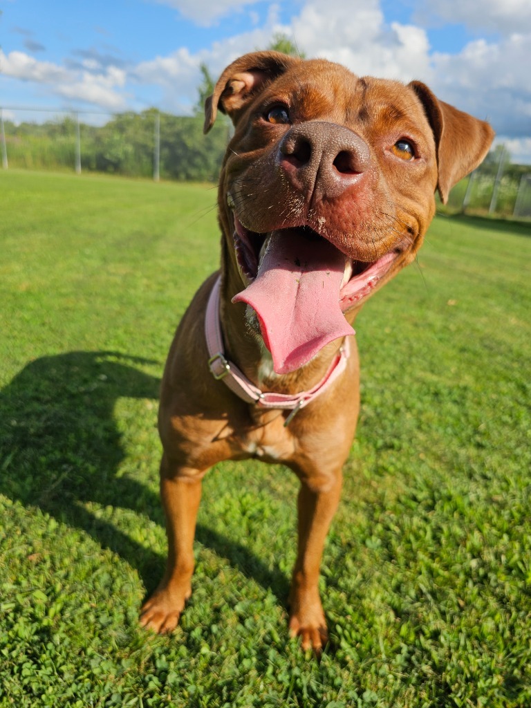 Reba, an adoptable Pit Bull Terrier, Mixed Breed in Sprakers, NY, 12166 | Photo Image 3