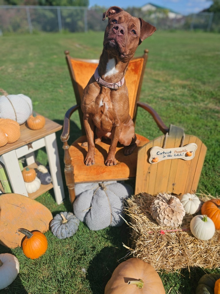 Reba, an adoptable Pit Bull Terrier, Mixed Breed in Sprakers, NY, 12166 | Photo Image 4