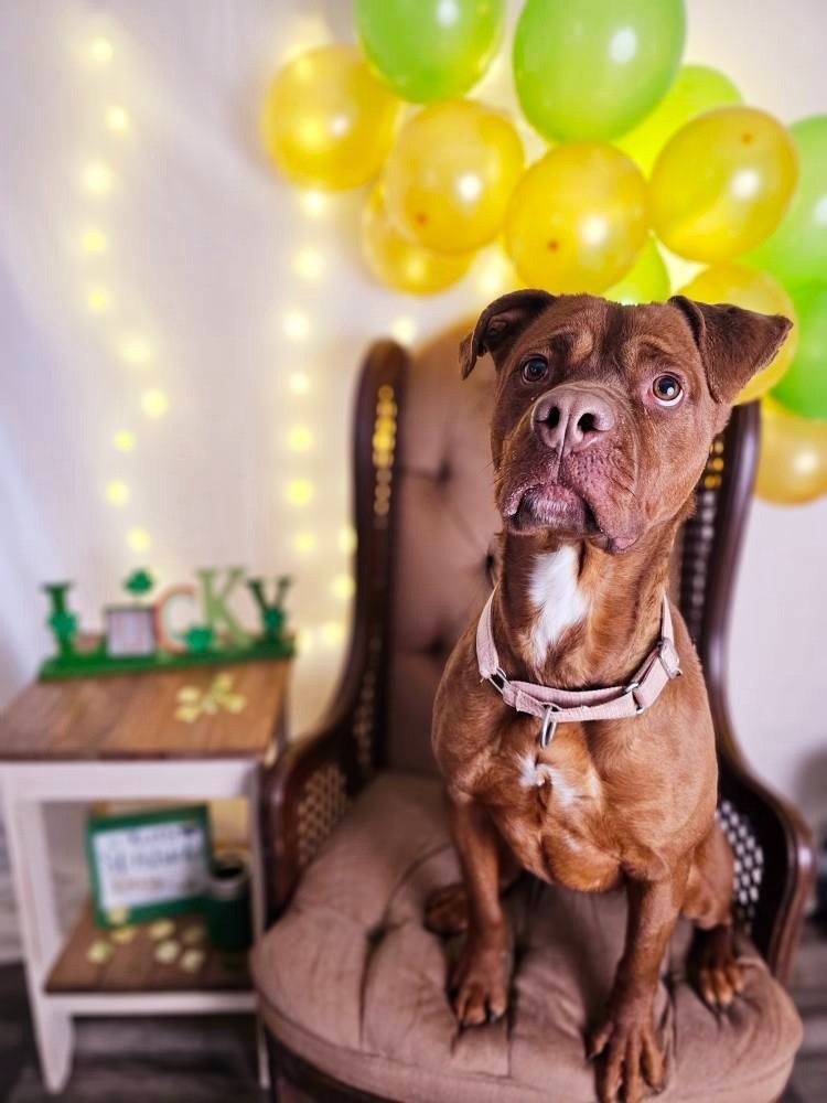 Reba, an adoptable Pit Bull Terrier, Mixed Breed in Sprakers, NY, 12166 | Photo Image 5