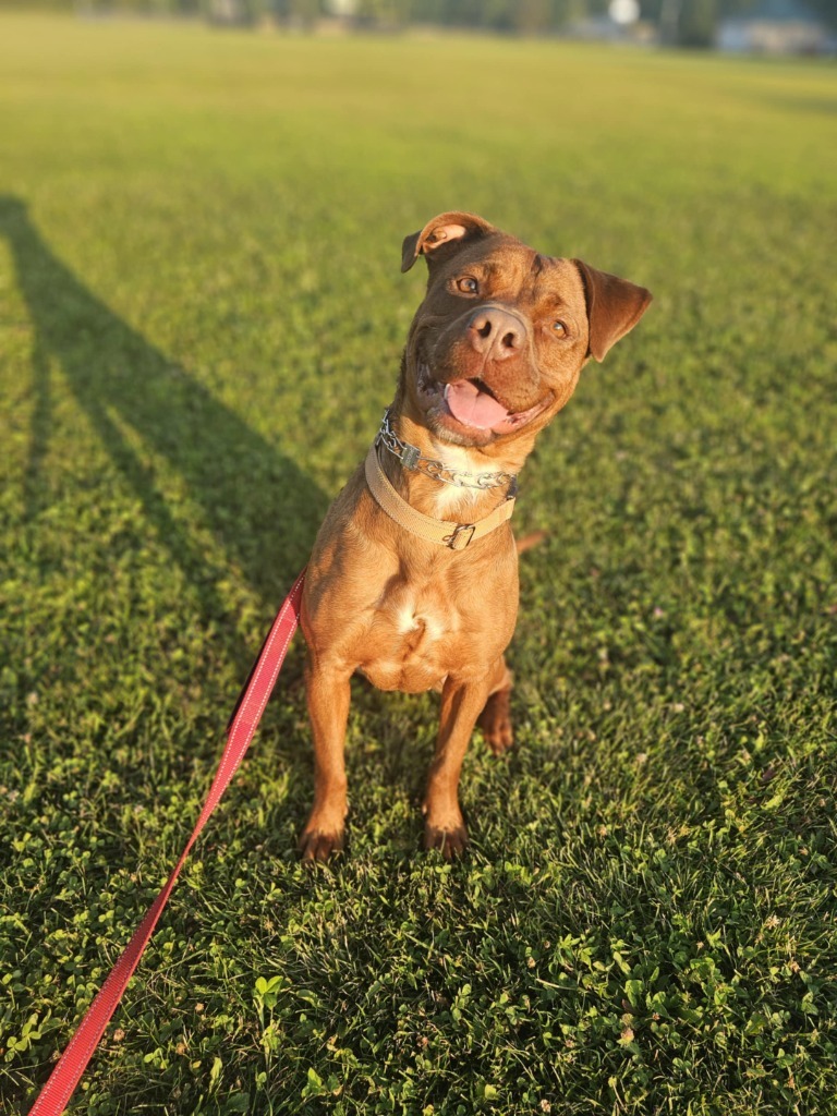 Reba, an adoptable Pit Bull Terrier, Mixed Breed in Sprakers, NY, 12166 | Photo Image 6