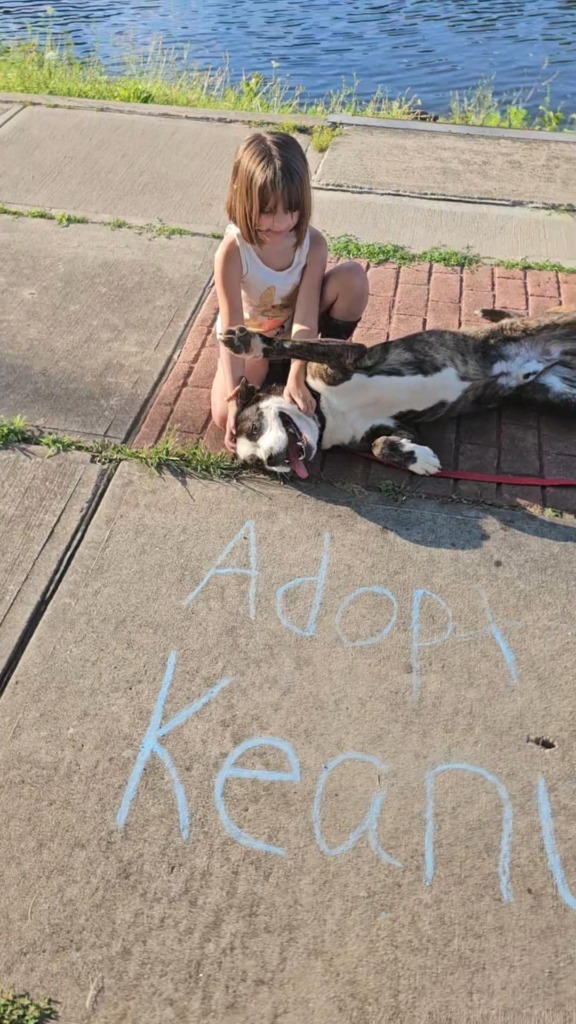Keanu, an adoptable Mixed Breed in Sprakers, NY, 12166 | Photo Image 1