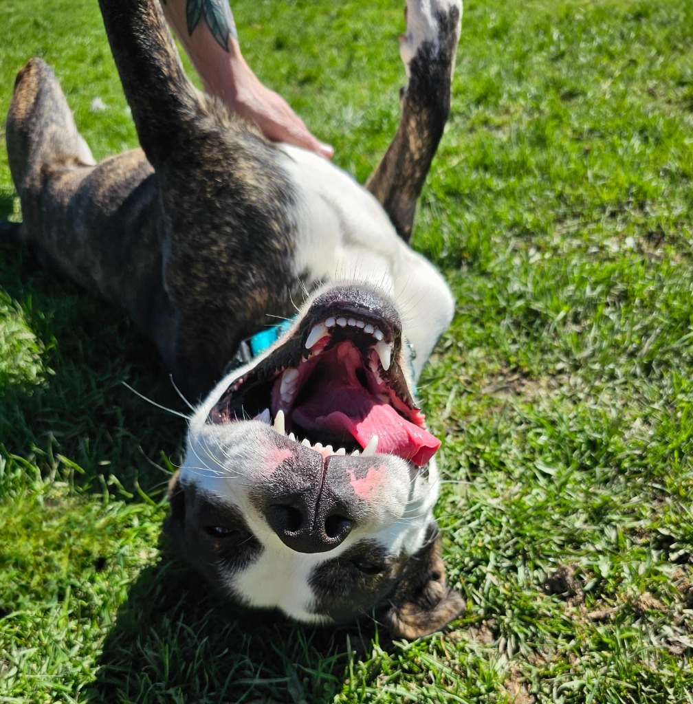 Keanu, an adoptable Mixed Breed in Sprakers, NY, 12166 | Photo Image 3