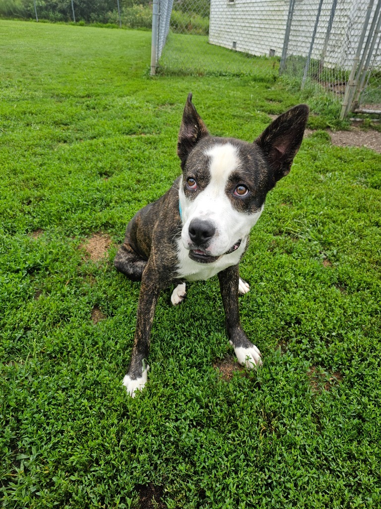 Keanu, an adoptable Mixed Breed in Sprakers, NY, 12166 | Photo Image 4