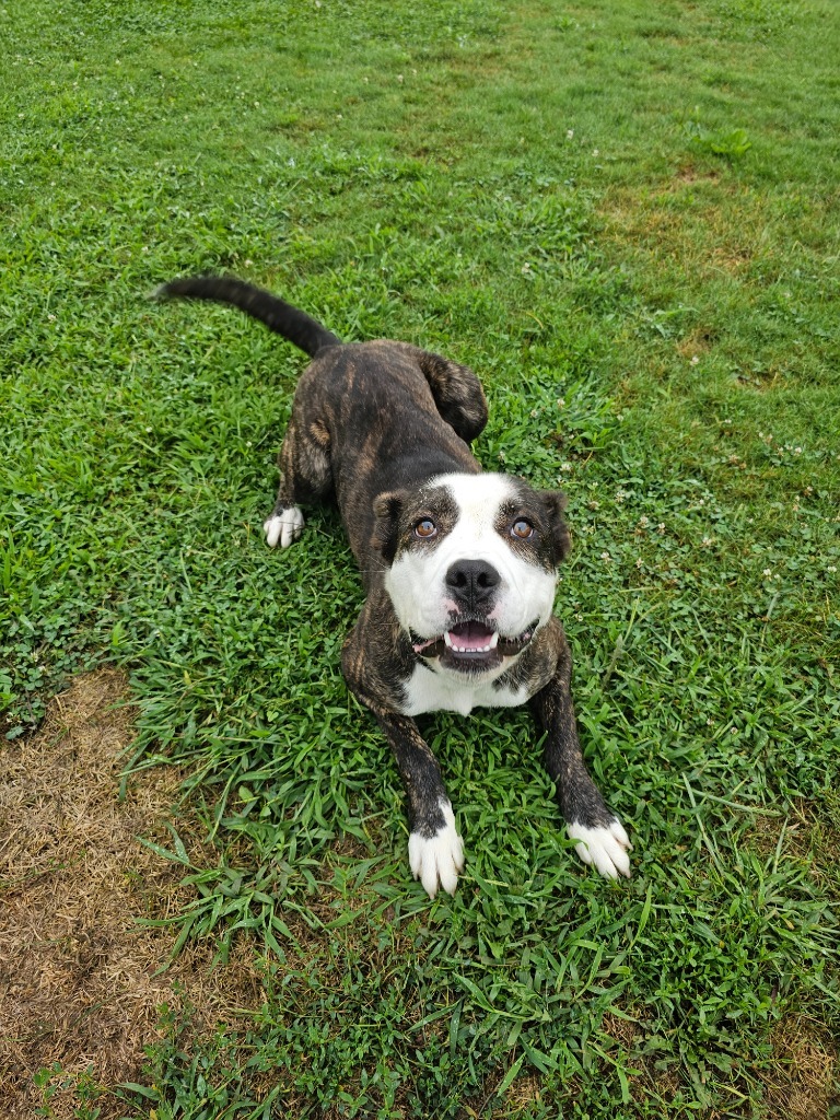 Keanu, an adoptable Mixed Breed in Sprakers, NY, 12166 | Photo Image 5