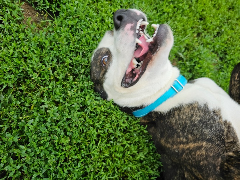 Keanu, an adoptable Mixed Breed in Sprakers, NY, 12166 | Photo Image 6