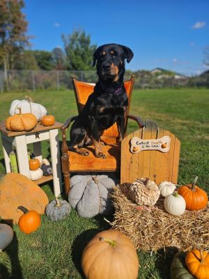 Trisha, Adult Female Rottweiler