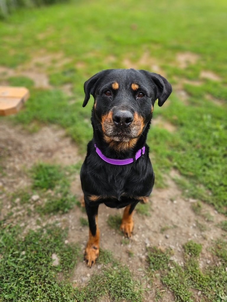 Trisha, an adoptable Rottweiler, Mixed Breed in Sprakers, NY, 12166 | Photo Image 2