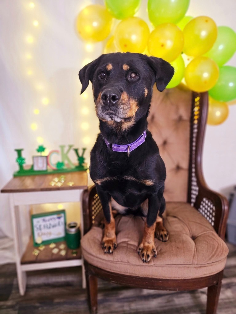 Trisha, an adoptable Rottweiler, Mixed Breed in Sprakers, NY, 12166 | Photo Image 3
