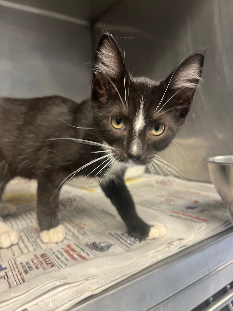 Daffy, an adoptable Domestic Short Hair in Greenwood, MS, 38930 | Photo Image 1