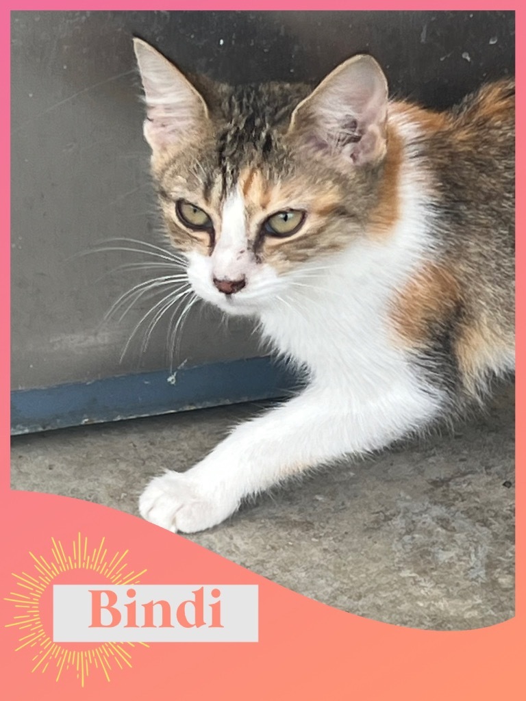 Bindi, an adoptable Calico in Greenwood, MS, 38930 | Photo Image 1