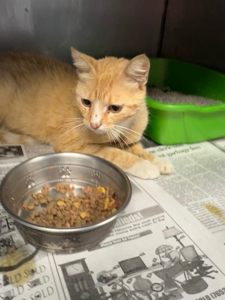 Lela, an adoptable Domestic Short Hair in Greenwood, MS, 38930 | Photo Image 1