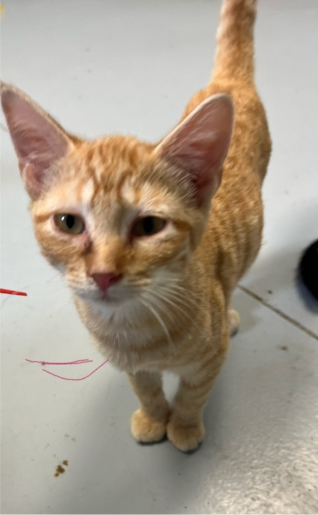 Harmony, an adoptable Domestic Short Hair in Greenwood, MS, 38930 | Photo Image 1