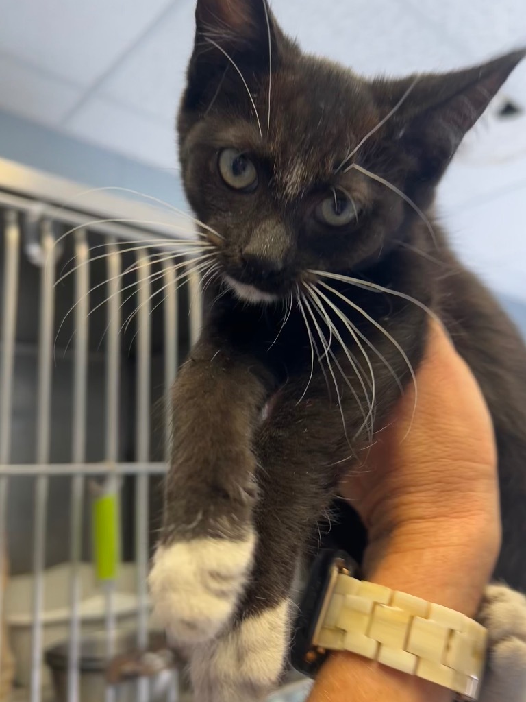 Sylvester, an adoptable Domestic Short Hair in Greenwood, MS, 38930 | Photo Image 1