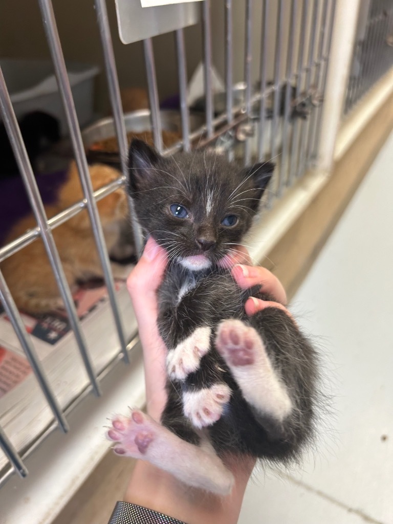 Sylvester, an adoptable Domestic Short Hair in Greenwood, MS, 38930 | Photo Image 2